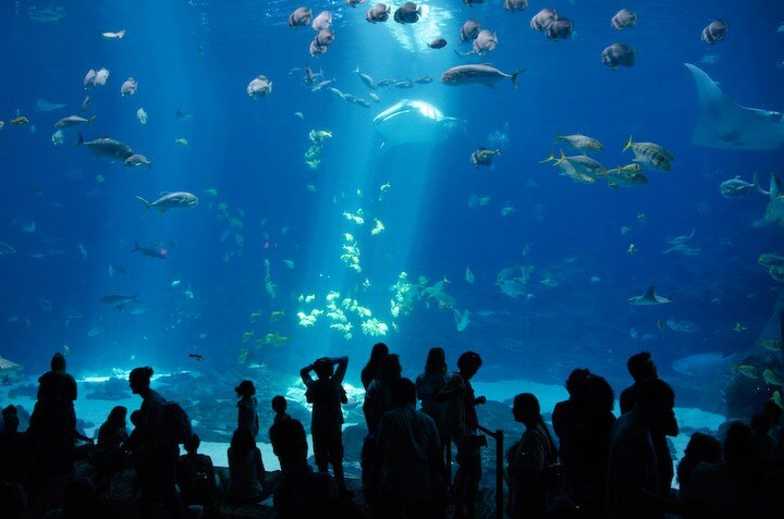 子ども大喜び！セブ島で出会うどうぶつ＆海の生きもの体験【夏休みおすすめスポット2選】