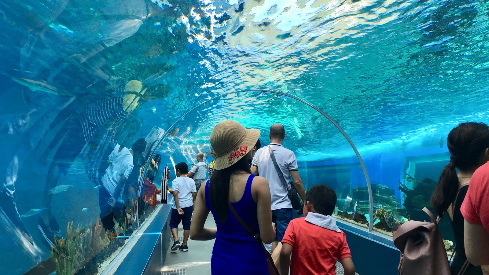 Cebu Ocean Parkを示すセブの写真