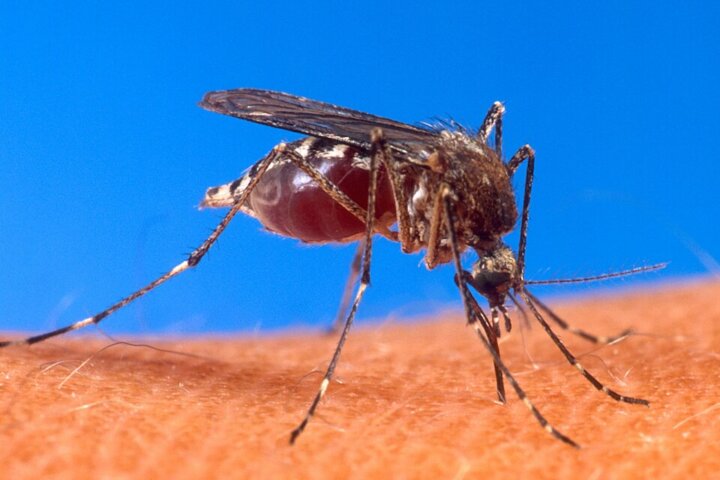 セブで発熱したら、いつデング熱を疑う？