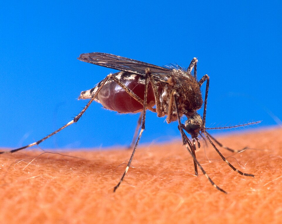 セブで発熱したら、いつデング熱を疑う？