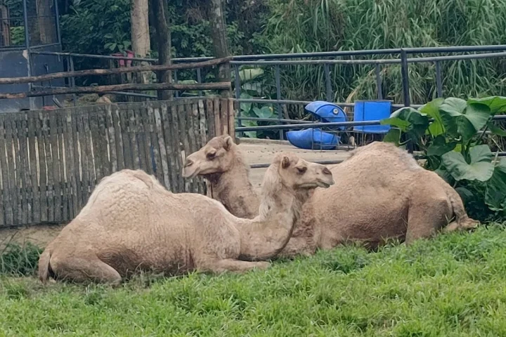 Cebu Safari and Adventure ParkのCamel