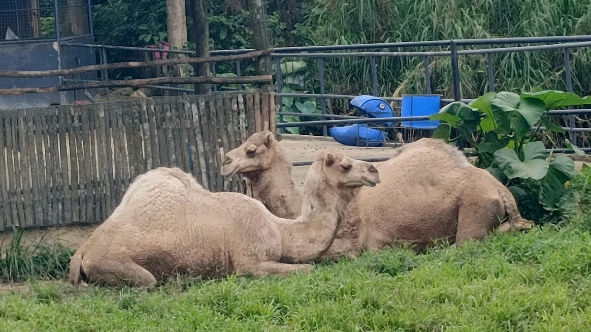 セブサファリで飼育されているラクダ