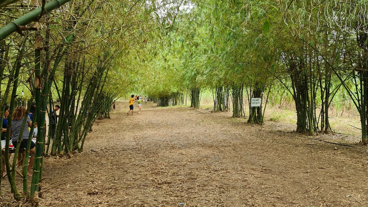 メデリンは島遊びと船の町｜ファンタスティックアイランドとバンタヤン航路