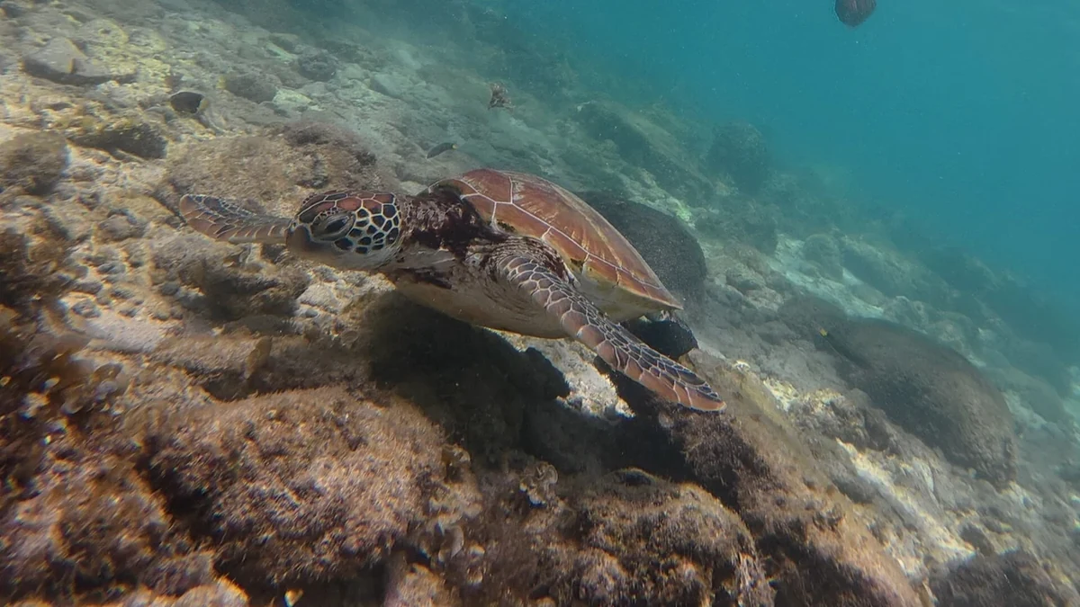 モアルボアルの海を泳ぐウミガメ