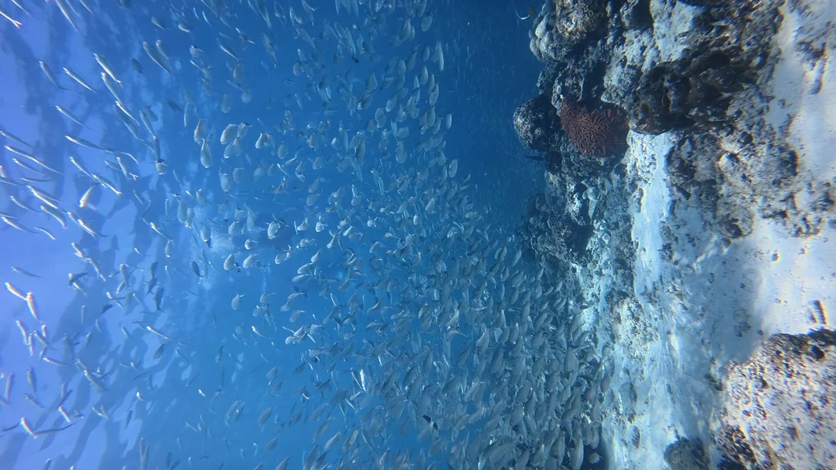 モアルボアルの海を泳ぐイワシの群れとウミガメ