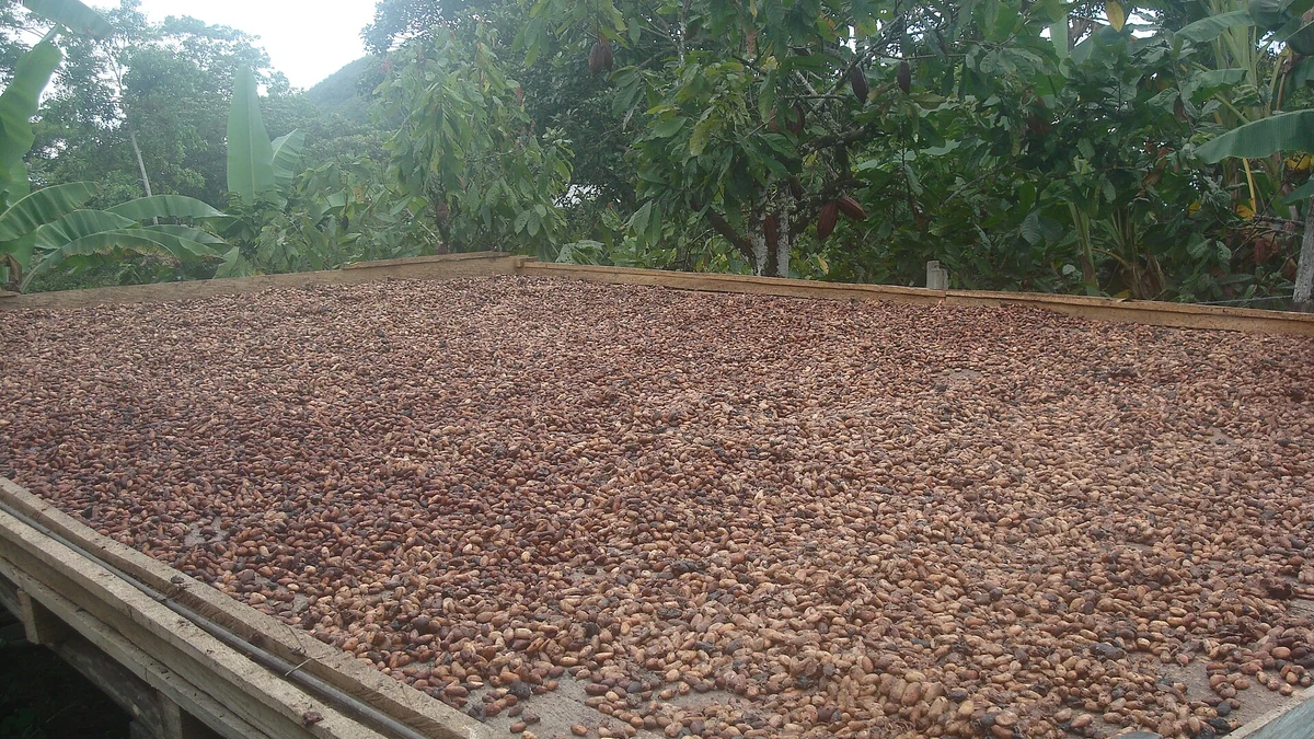 天日で乾燥させているCacao Beans