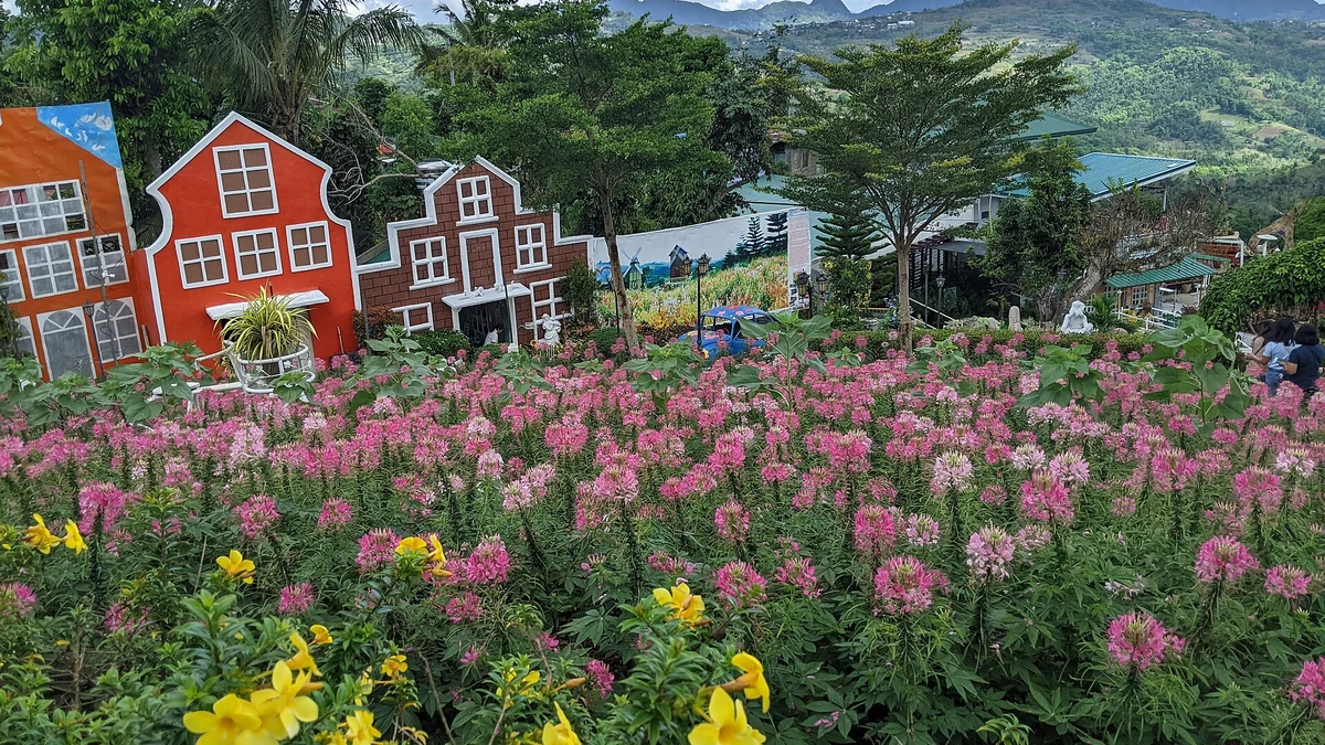 セブの花はどこから来る？花市場と産地をたどる