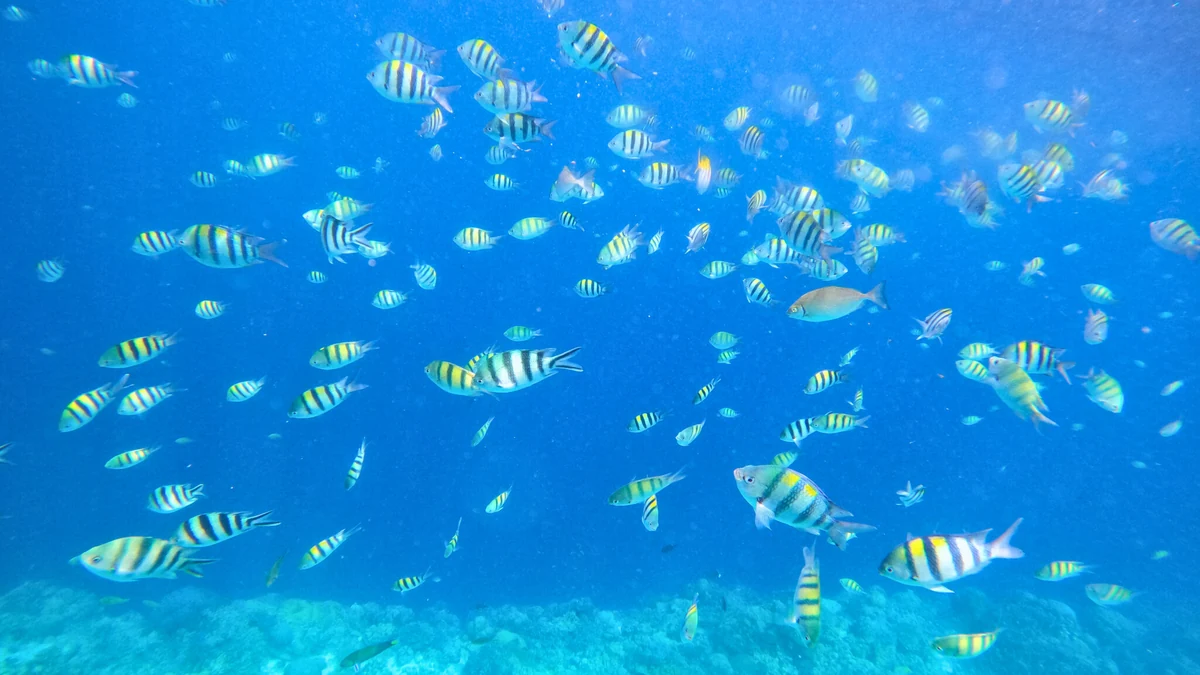 ギルトンガン島周辺の海で泳ぐ魚の群れ