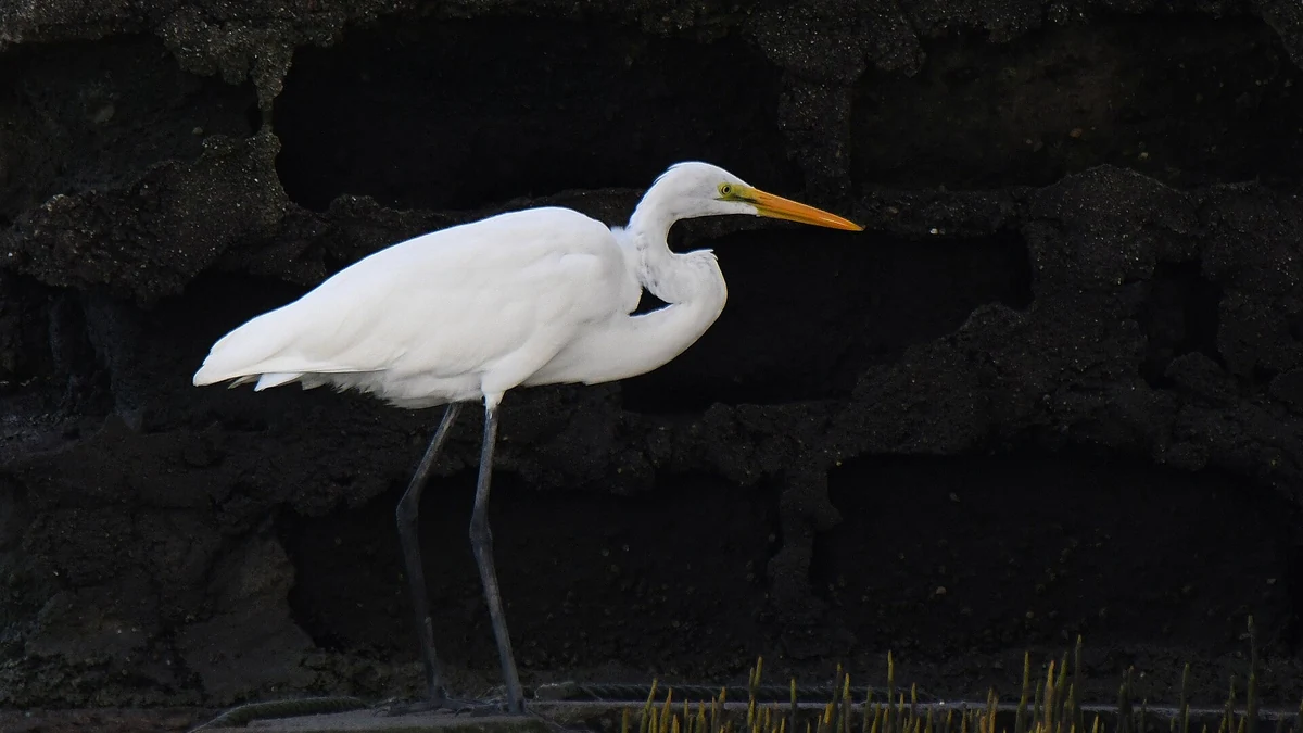 オランゴ島の干潟で休む渡り鳥