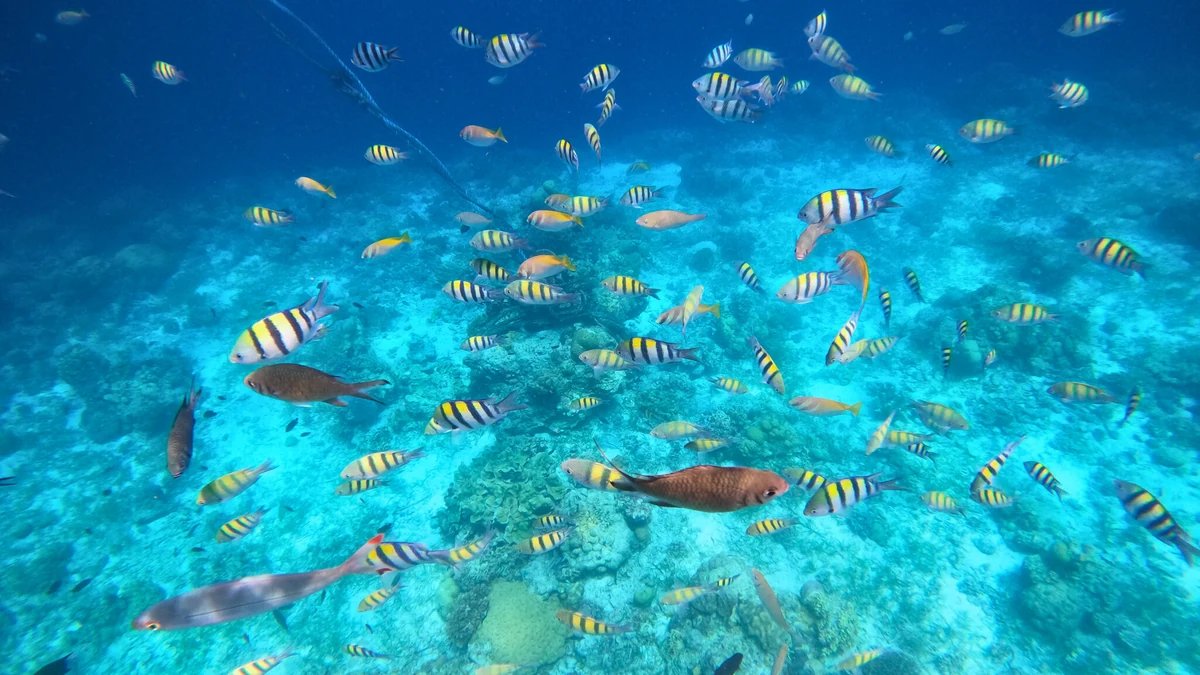 ギルトンガン島周辺の保護海域で泳ぐ魚の群れ