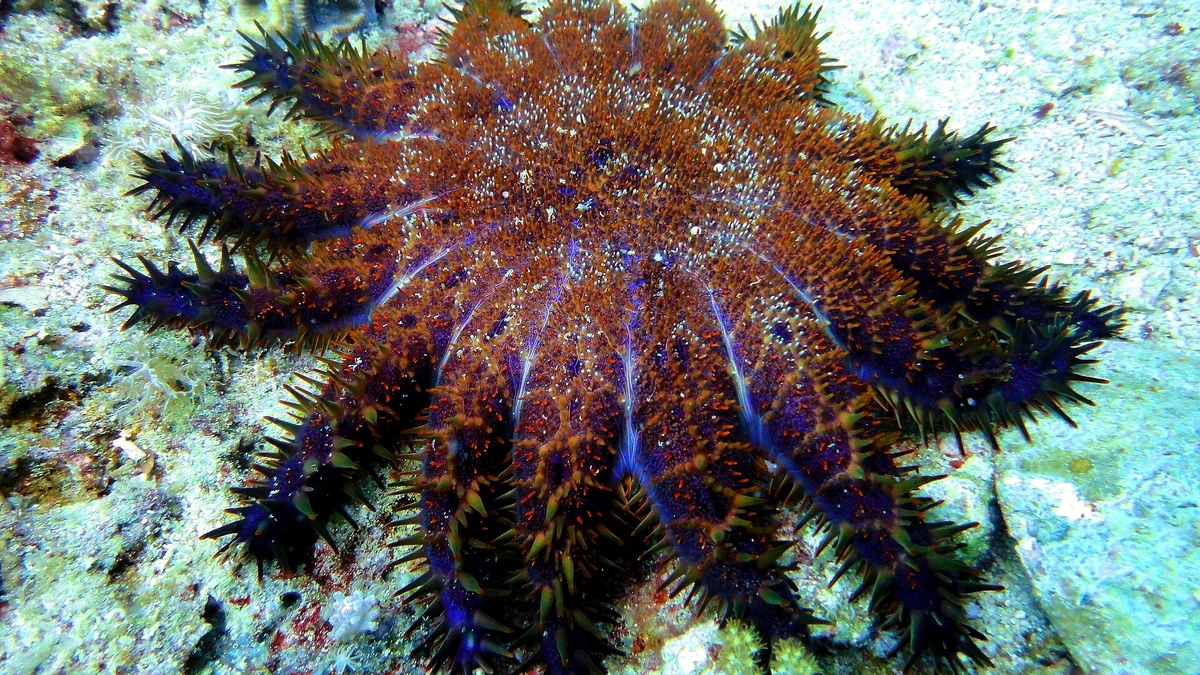 マラパスクア島沖の海中