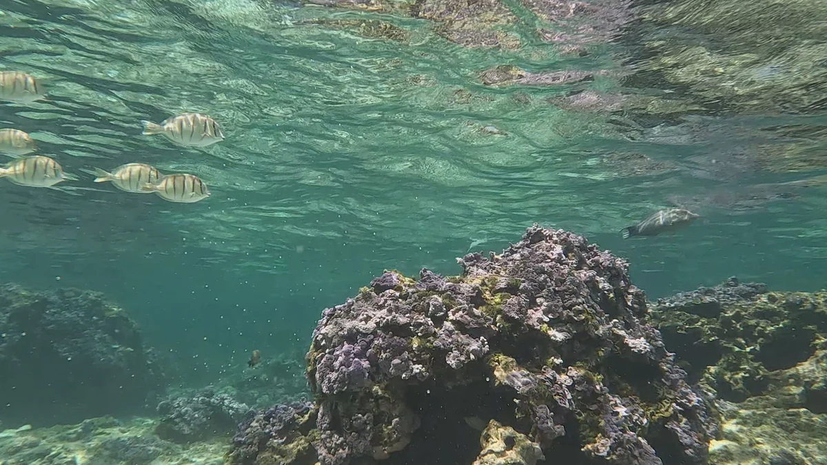 サンゴ礁を泳ぐ魚