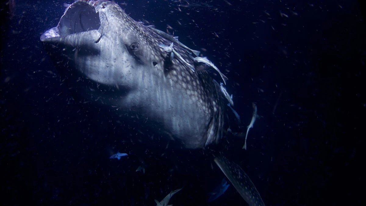 ジンベエザメ・ウミガメ・イルカを追わない｜セブの海洋生物ツアーの選び方