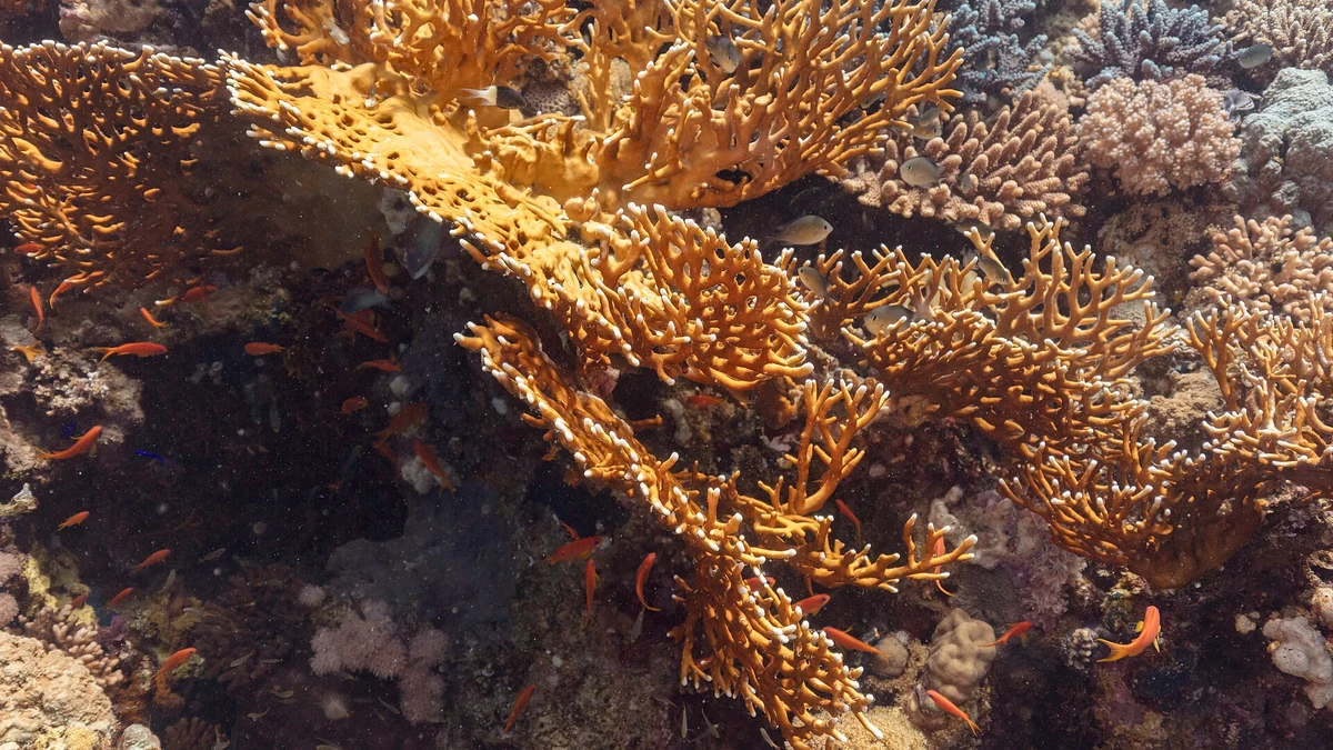 海中のファイアーコーラル(Millepora dichotoma)