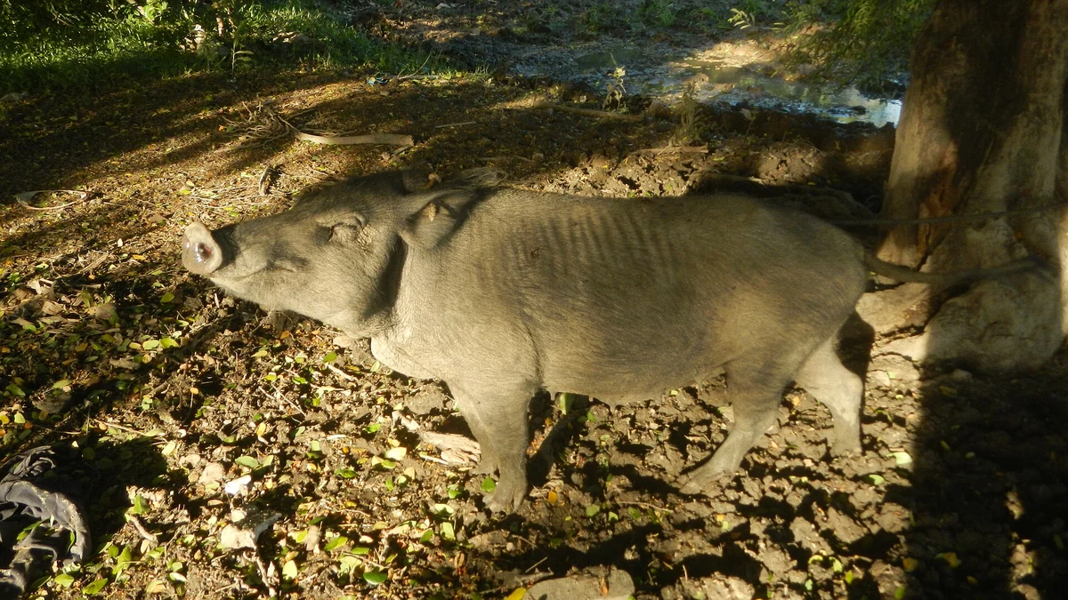 フィリピンの農場で飼育される豚