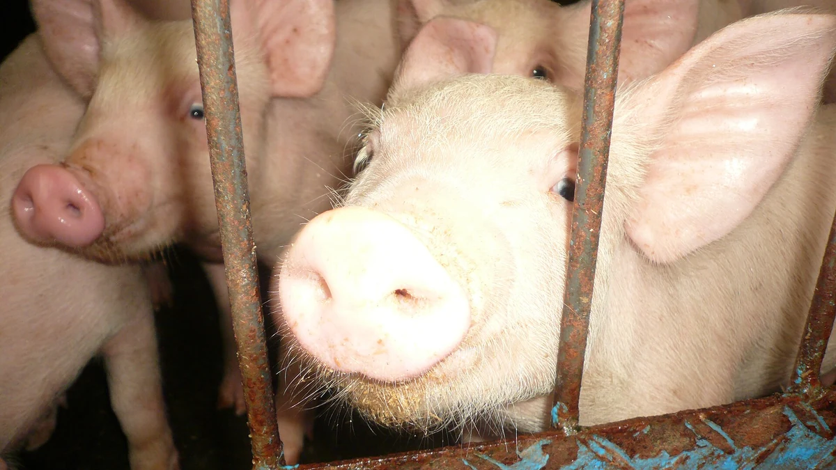 養豚Farmで飼育されている豚