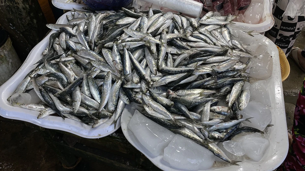 魚は海から市場まで何時間？セブの鮮度を決めるのは時間ではなく温度