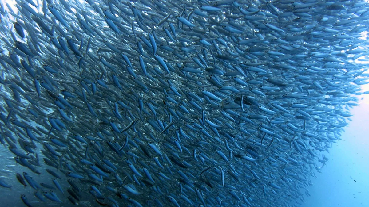 Moalboalのイワシの群れ(Sardine Run)