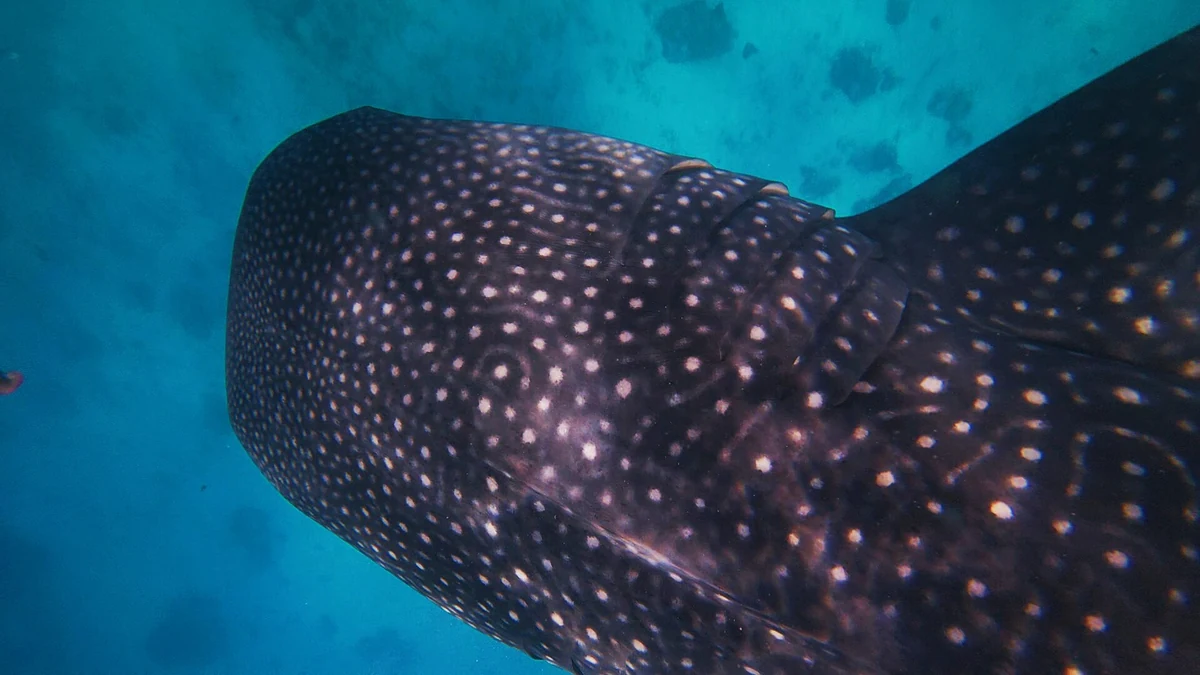 Oslobのジンベエザメ(Whale Shark)
