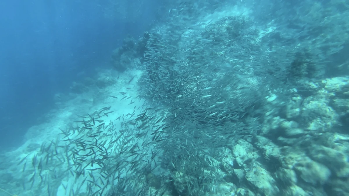 モアルボアルの海中を埋めるイワシの群れ