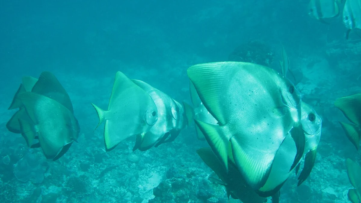 セブ島で初めて海外ダイビングをするなら、どの海を選ぶ？
