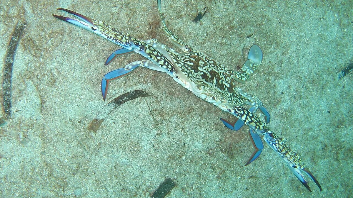 大物だけじゃないセブ島の海｜小さな生き物を探すマクロダイビング