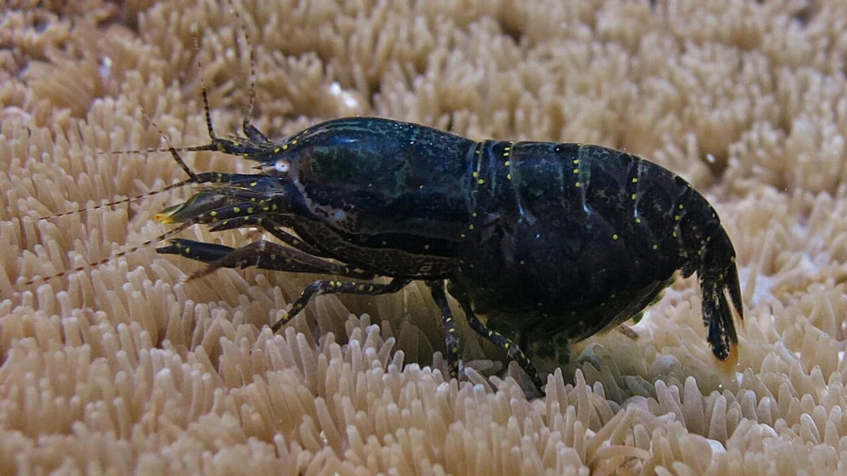 モアルボアルのサンゴの上にいる小さなエビ