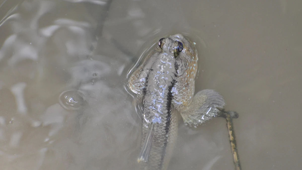 潮と稚魚の育成場