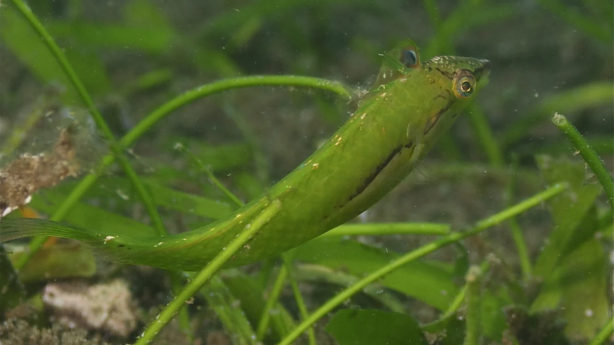 植栽の限界と海草の藻場