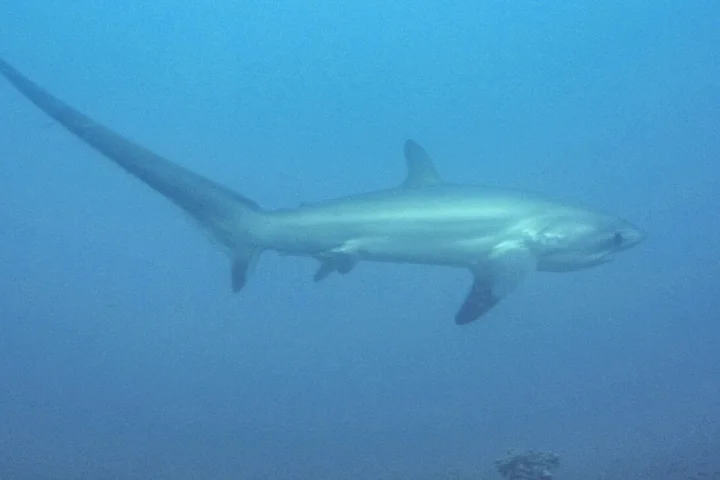 モナドショールの青い海を泳ぐニタリザメ