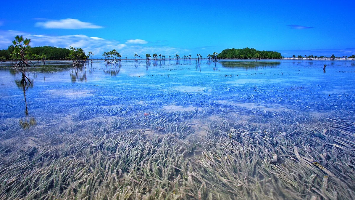 オランゴ島の干潟に広がる海草と遠くのマングローブ