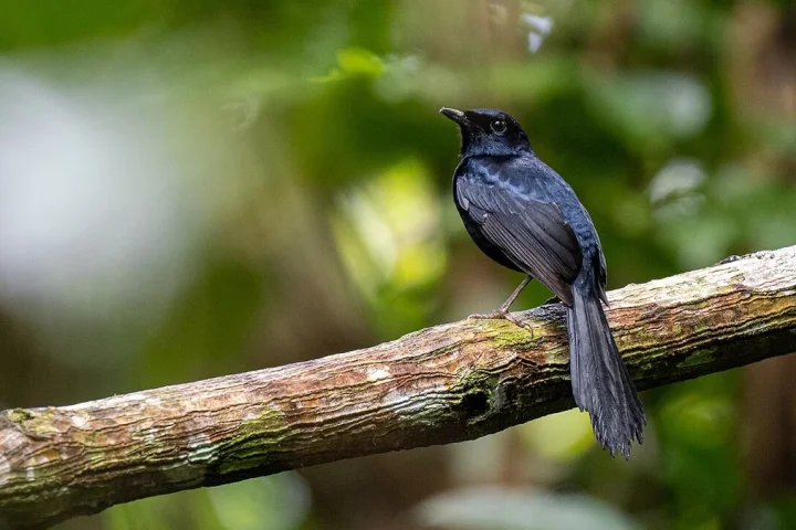 枝にとまるセブ固有種の黒い鳥シロイ