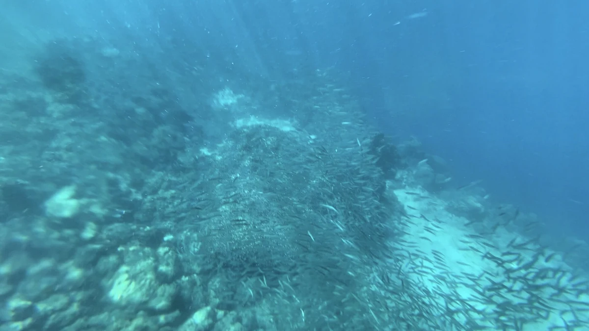 セブ島のサーディンランはなぜビーチから見られる？モアルボアルの海を科学する
