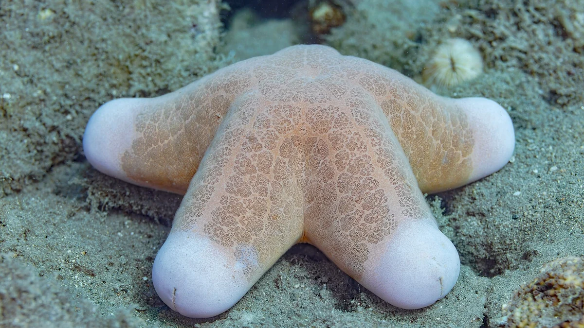 砂地にいる白いヒトデ