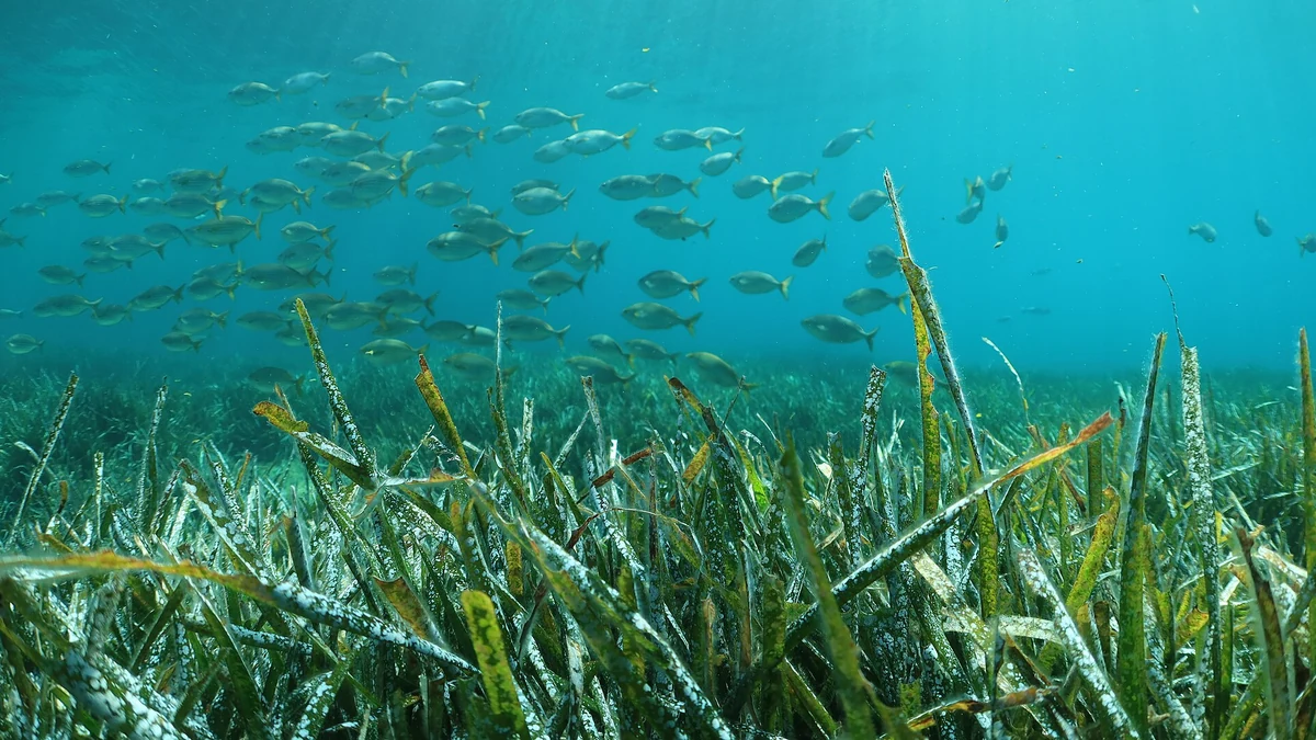 海草の藻場を泳ぐ小魚の群れ