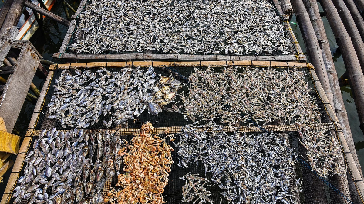 天日で干される塩漬けの小魚