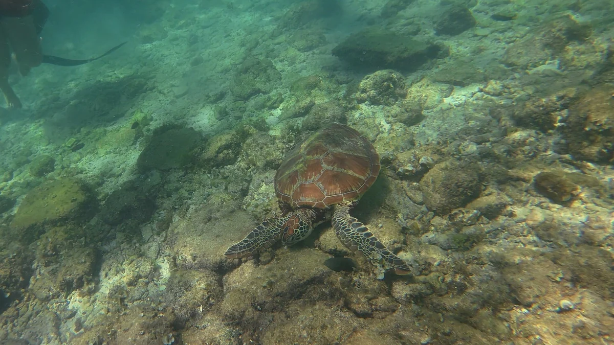 モアルボアル沖の浅瀬を泳ぐウミガメ