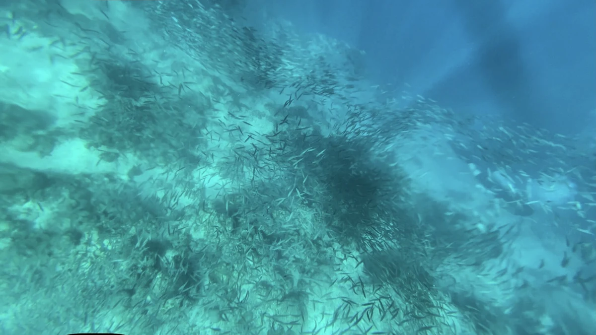 海中を群れで泳ぐイワシ