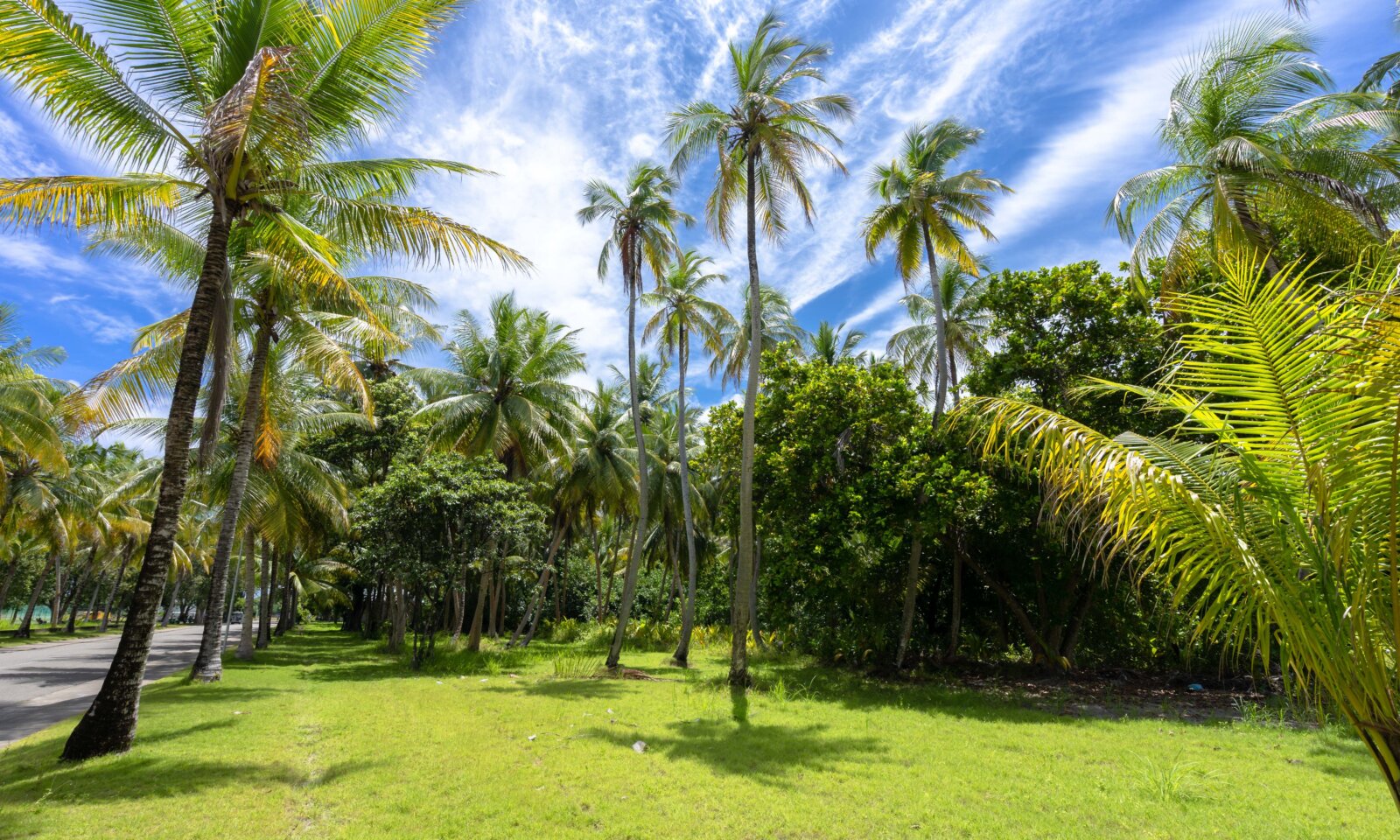 セブのPlantation Bayのアクティビティ｜無料・有料プログラムの選び方を解説する