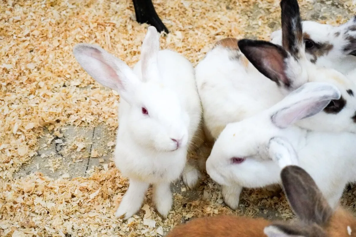 宿务市郊TOPS Petting Park:动物互动、喂食与学习体验指南的正文配图2