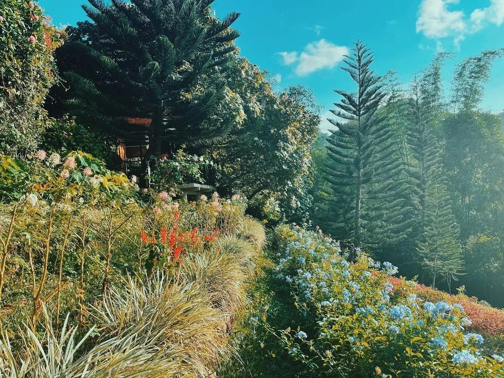 宿务Terrazas de Flores指南:Malubog的梯田式花坛与花园餐厅