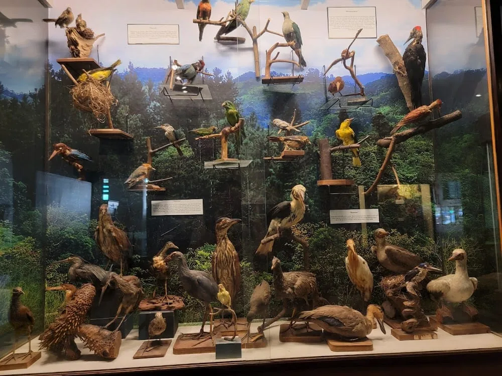 宿务USC Museum:圣卡洛斯大学Downtown Campus的考古、民族与生物资料的正文配图3