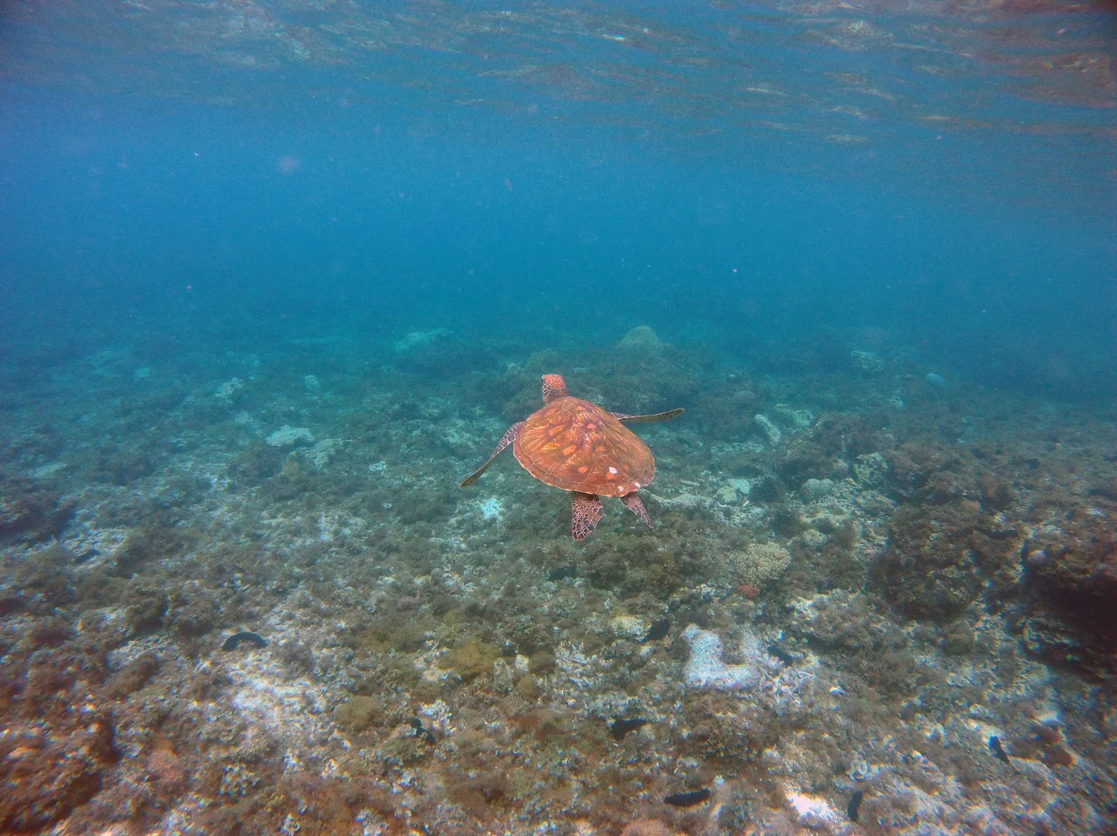 菲律宾海域中游动的海龟