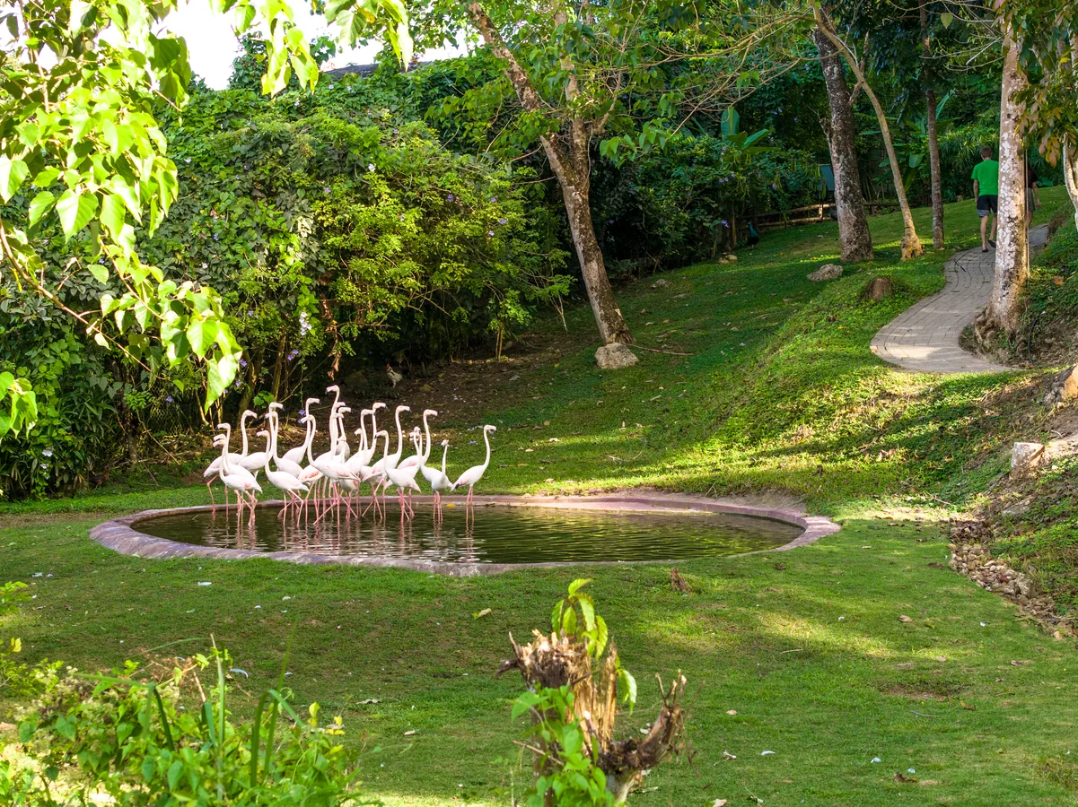 Cebu Safari的火烈鸟水池与周围植被。