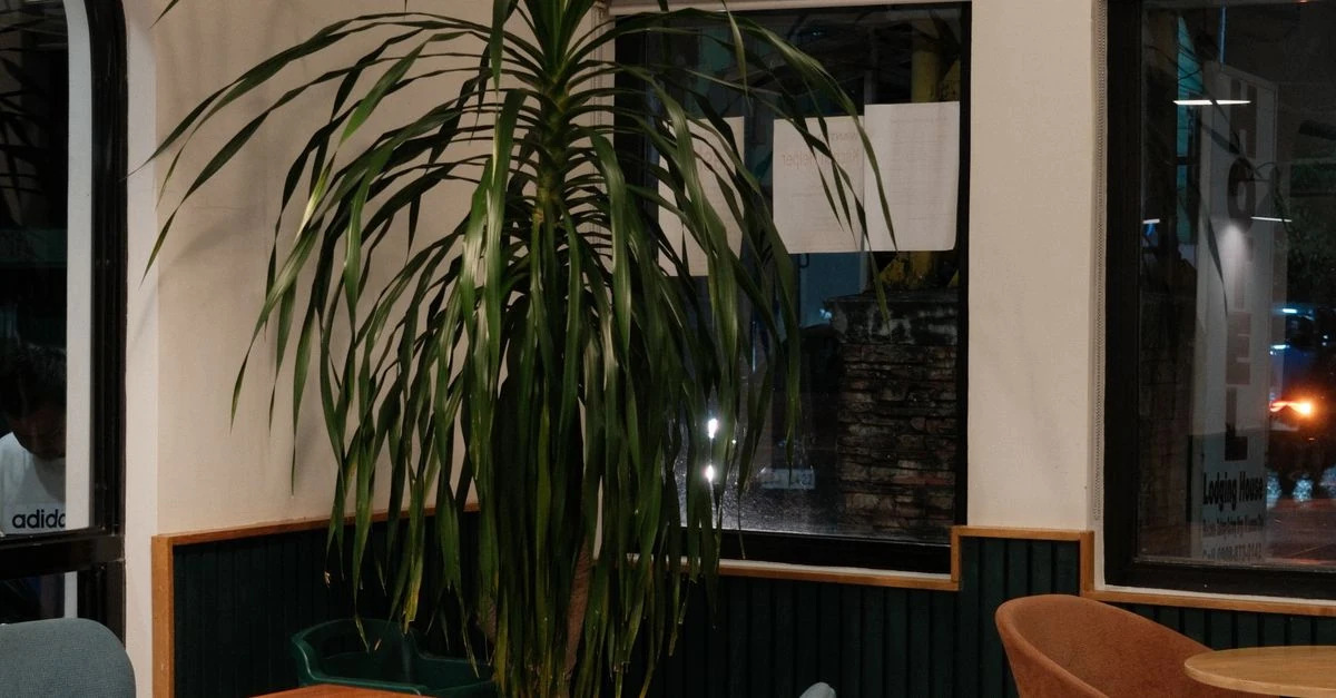 宿务BTC咖啡休息:Pedal Cafe与Bo’s Coffee的位置、点单与外带:Pedal Cafe在Ground Floor,Bo’s Coffee在North Arcade 124