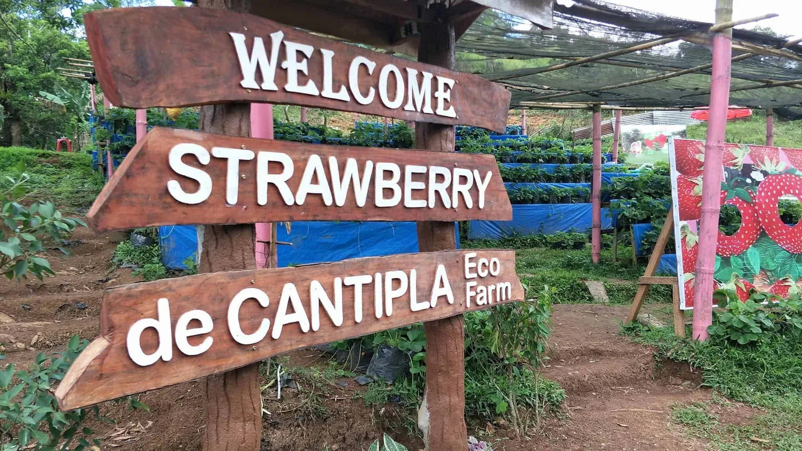 Strawberry de Cantipla农场入口标识的资料照片。