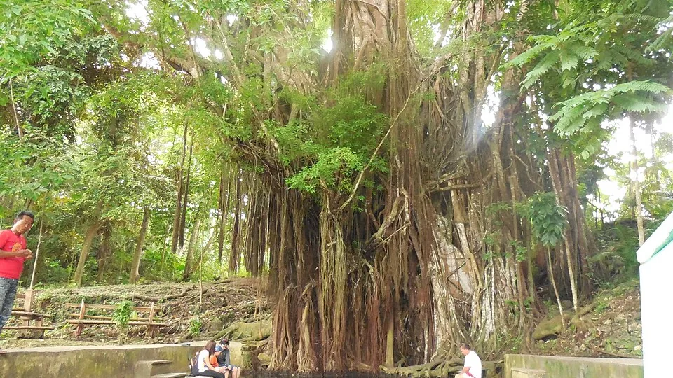 锡基霍尔的古榕树