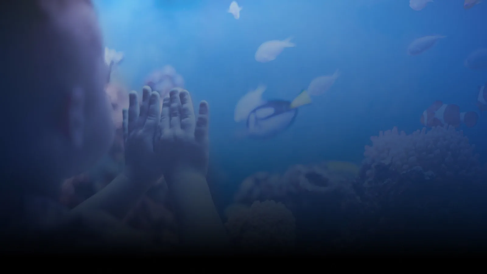 Cebu Ocean Park的室内水族展示，可作为雨天行程的参考。