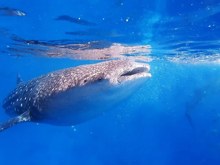 セブ島ジンベイザメならセブセレクトツアーズ