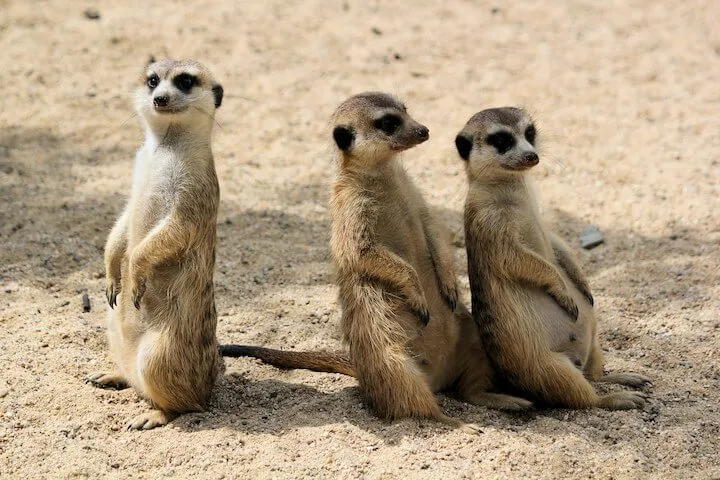 セブサファリはセブ島最大級の動物園【魅力に迫る!】